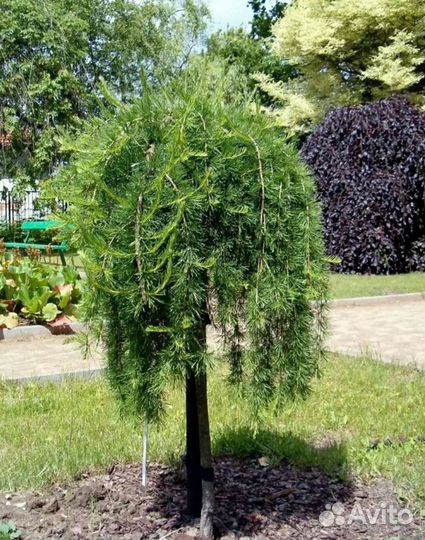 Лиственница пендула