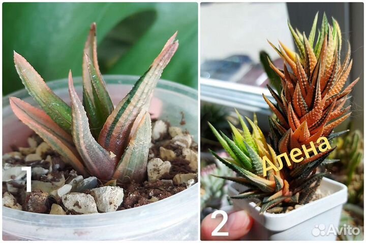 Хавортии вариегатные