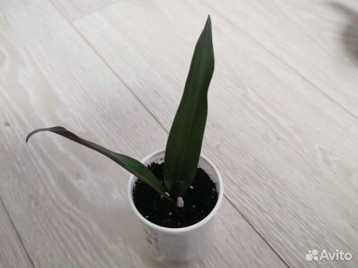 Комнатный цветок