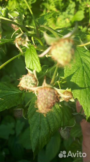 Ремонтантная малина саженцы