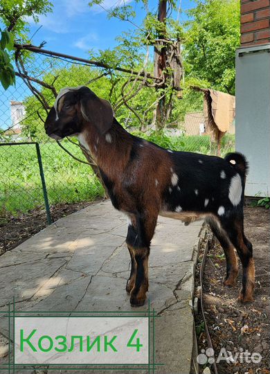 Нубийские козы