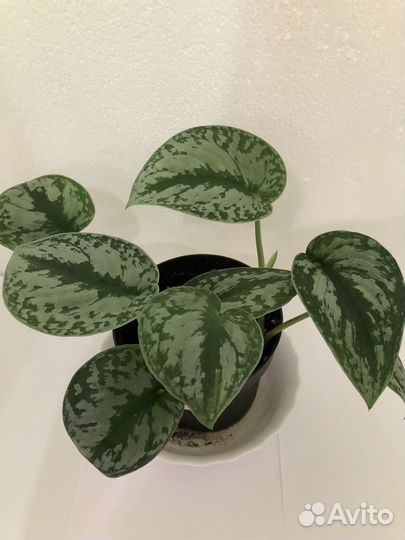 Сциндапсусы,эпипремнумы,сансевиерия