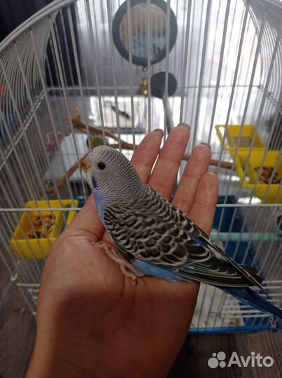 Птенцы волнистый попугай