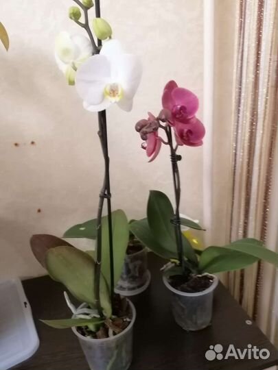 Орхидея фаленопсис