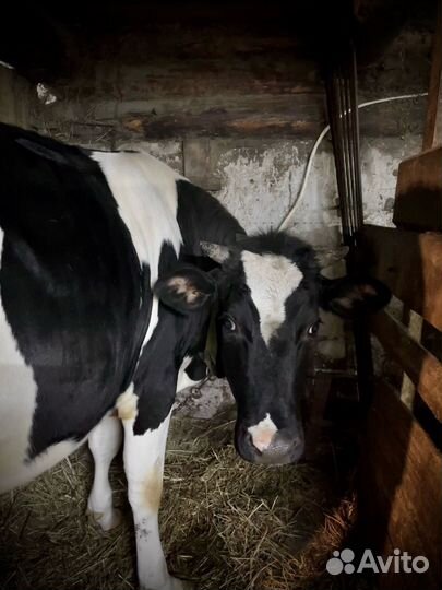 Нетель черно-пестрой