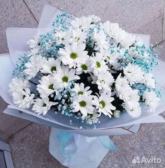 Хризантема