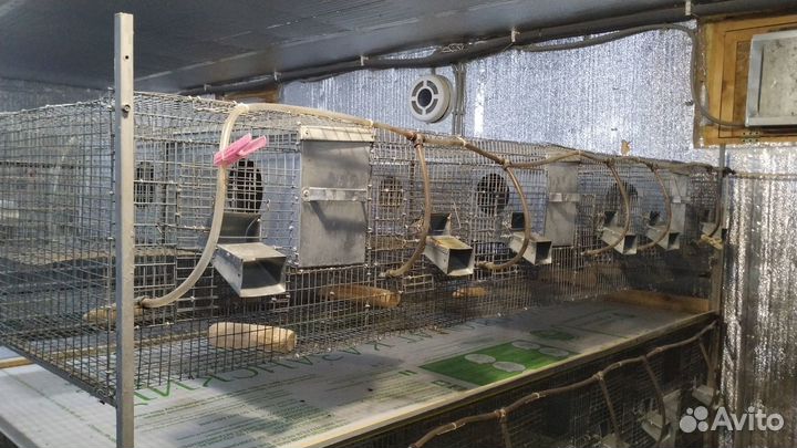 Шиншилловая ферма