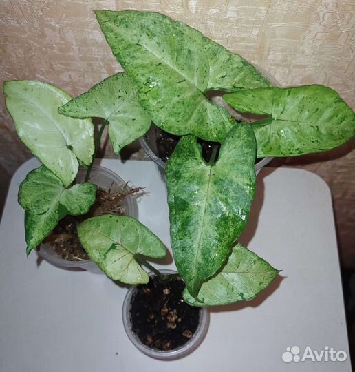 Сингониумы сортовые от 10.08.23