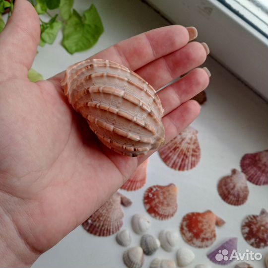 Морские ракушки раковины