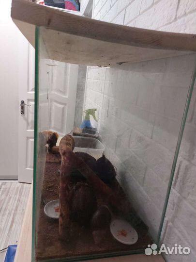 Улитки ахатины