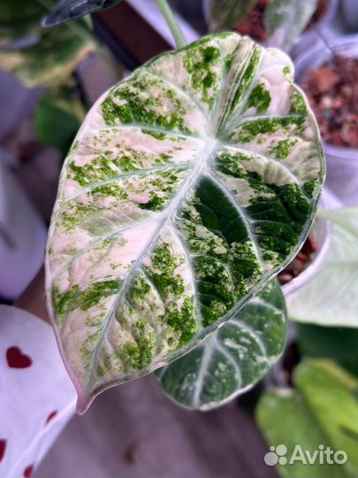 Клубни алоказии ninja albo