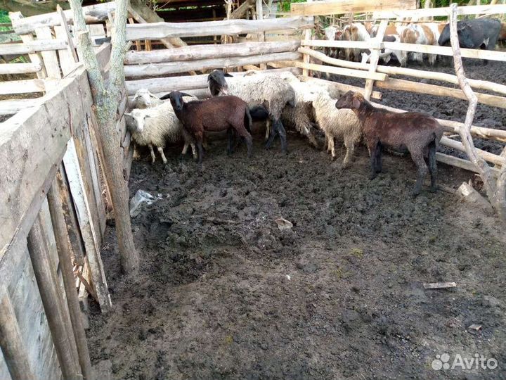 Тёлки, бараны