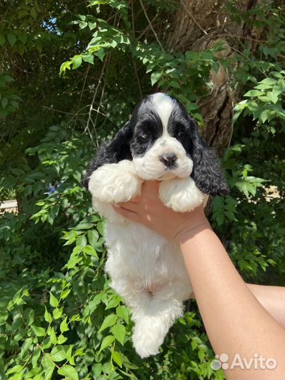 Бело-рыжие и бело-черные американцы