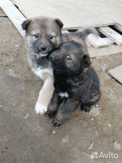 Сибирская хаска
