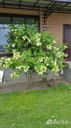Калина бульдонеж