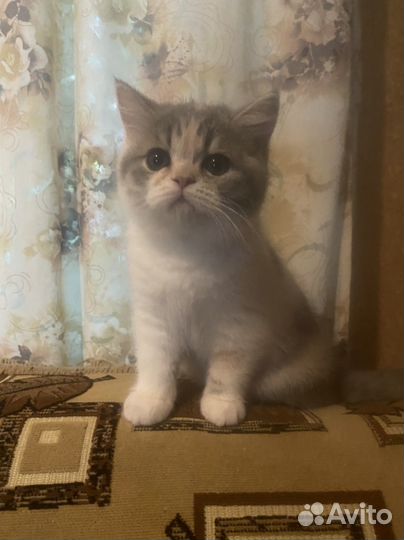 Котята экзоты