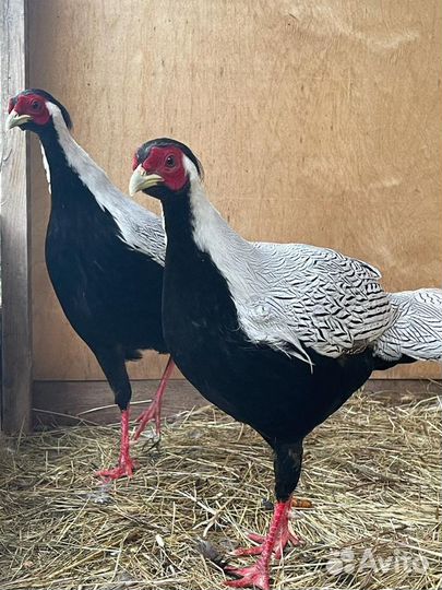 Фазаны,петухи