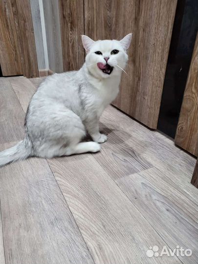 Британская кошка