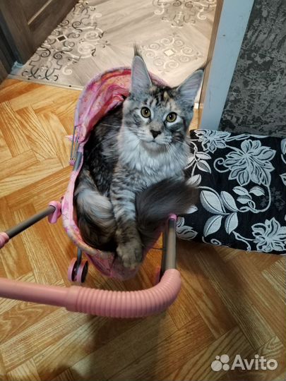 Вязка кошки мейн-кун