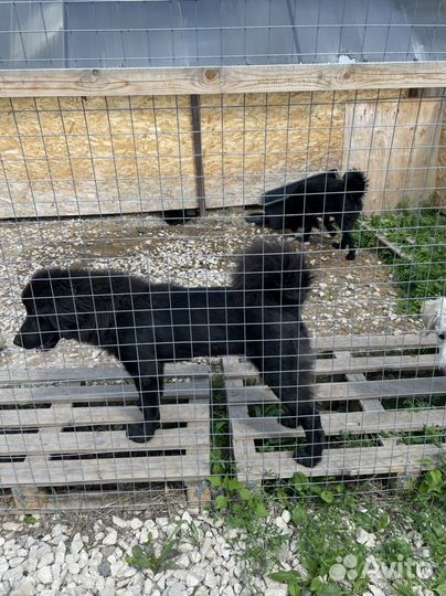 Собака монгольский банхар