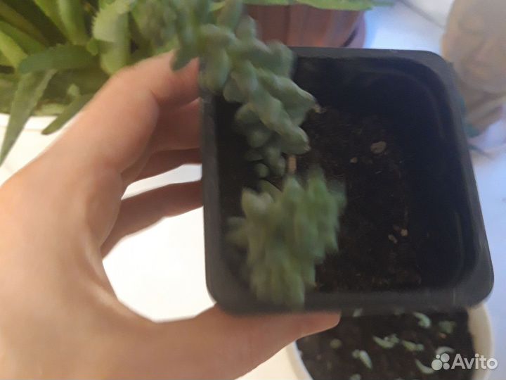 Очиток седум моргана