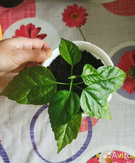 Гибискускитайская роза