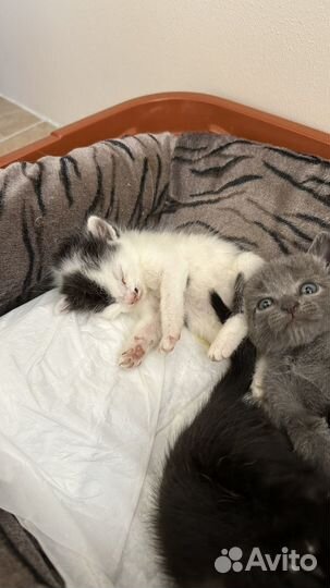 Котята в добрые руки