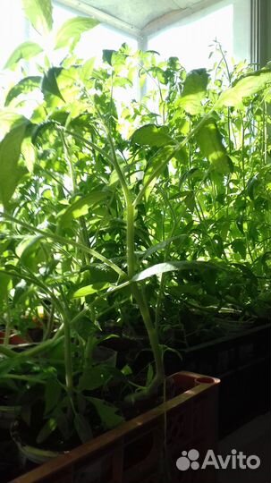 Рассада помидор