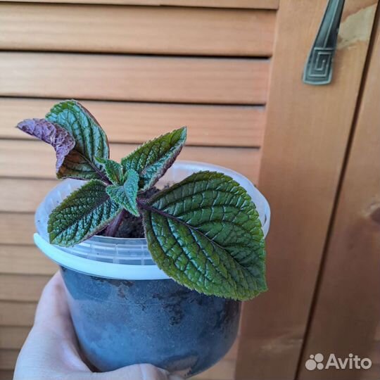 Плектрантус комнатная мята