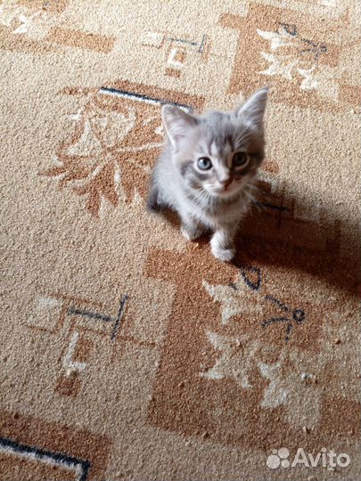 Котик в добрые руки