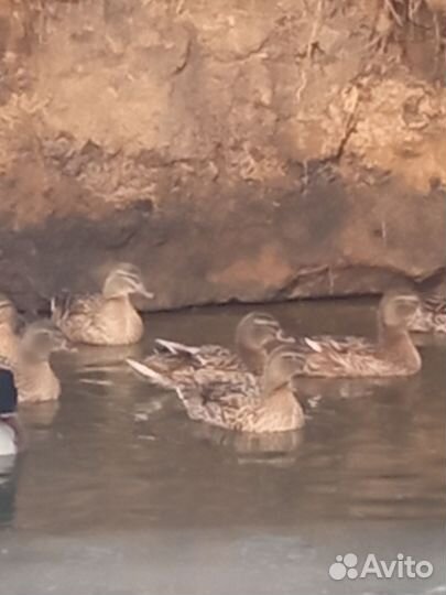 Дикая утка кряква