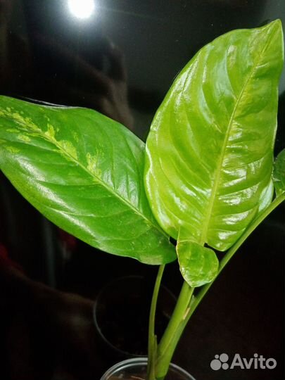 Диффенбахия Macrofilla variegata