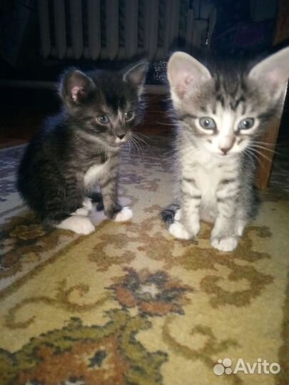 Кошка в дар