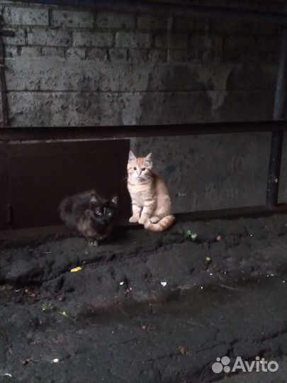 Красивые котята
