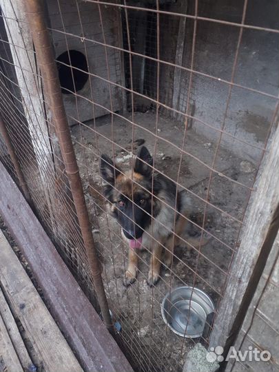 Отдам в добрые руки