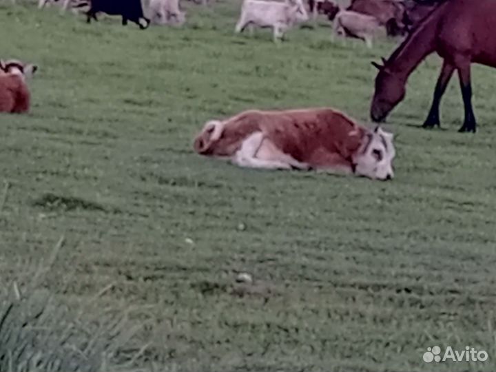 Корова с теленком