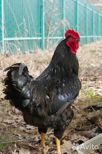 Петух черный 10 мес, порода Московская