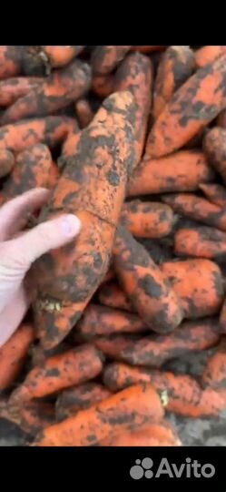 Морковь второй сорт
