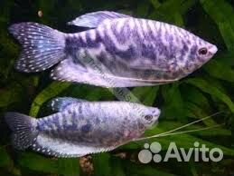 Неон голубой и большое количество других рыб