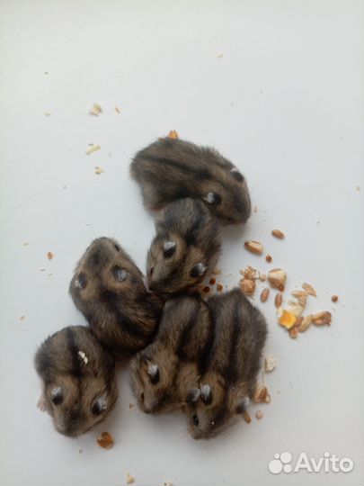 Джунгарский хомяк