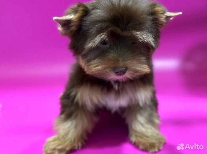 Йоркширский терьер