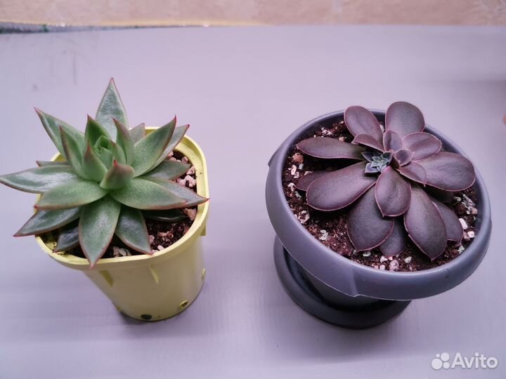 Суккуленты