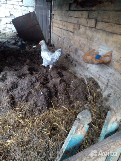 Молодые петушки