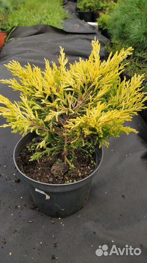 Можжевельник горизонтальный 