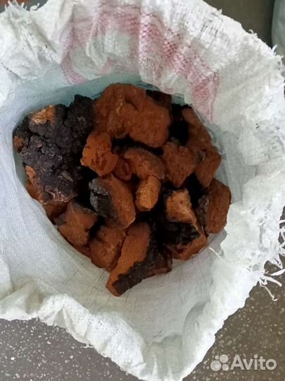 Лечебный,гриб чага.Республика Алтай