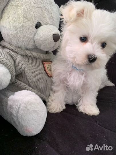Щенок мальтезе
