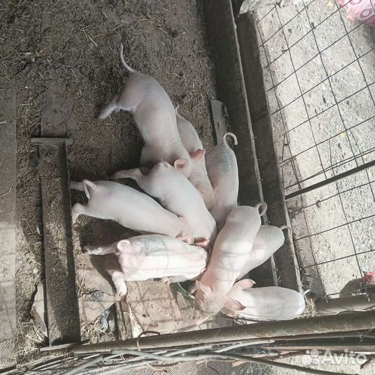 Поросята