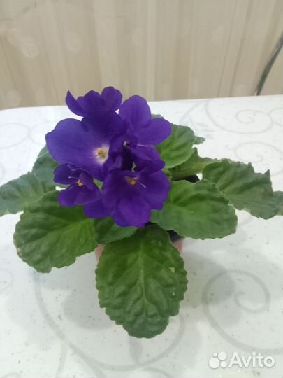 Листья фиалок с детками