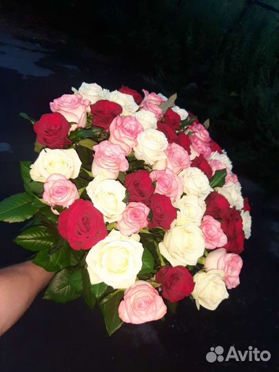 Розы свежие Prestige красивые с доставкой цветы