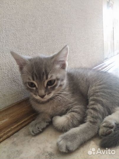 Шотландский котенок (девочка) 2 месяца